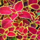100 pcs Purple Coleus Blumei Pink Edge Beautiful Natural Flowers Seeds
