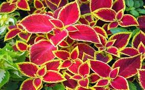 100 pcs Purple Coleus Blumei Pink Edge Beautiful Natural Flowers Seeds