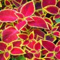 100 pcs Purple Coleus Blumei Pink Edge Beautiful Natural Flowers Seeds