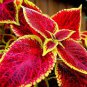 100 pcs Purple Coleus Blumei Pink Edge Beautiful Natural Flowers Seeds