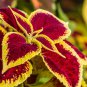 100 pcs Purple Coleus Blumei Pink Edge Beautiful Natural Flowers Seeds