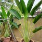 100 PCS Purple Travelers Palm Flores Bonsai Seeds