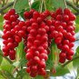 100 PCS Schisandra Chinensis Semente Seeds