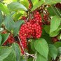 100 PCS Schisandra Chinensis Semente Seeds