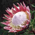50 PCS Fresh Rare Protea Cynaroides Bonsai Easy Planting Seeds 50 PCS Fresh Rare Protea Cynaroides Bonsai Easy Planting Seeds