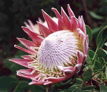 50 PCS Fresh Rare Protea Cynaroides Bonsai Easy Planting Seeds