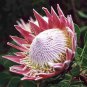 50 PCS Fresh Rare Protea Cynaroides Bonsai Easy Planting Seeds