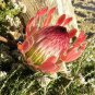 50 PCS Fresh Rare Protea Cynaroides Bonsai Easy Planting Seeds