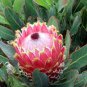 50 PCS Fresh Rare Protea Cynaroides Bonsai Easy Planting Seeds