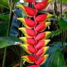 100 Pcs Heliconia Plant Bonsai,Perennial Flower Plants Seeds