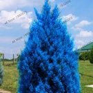 50 PCS 50 Pcs Italian Rare Dark Blue Cypress Tree Bonsai Seeds