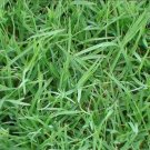 500 PCS Cynodon Dactylon Grass Semente Seeds