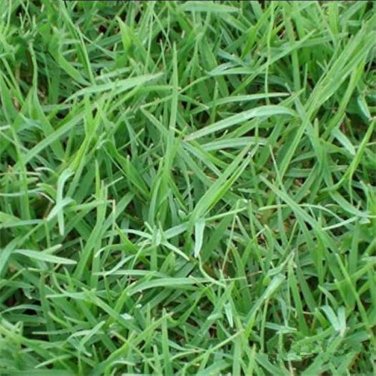 500 PCS Cynodon Dactylon Grass Semente Seeds