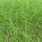 500 PCS Cynodon Dactylon Grass Semente Seeds