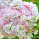 20 PCS Rare Geranium Bonsai Apple Blossom Rosebud Pelargonium Hortorum Perennial Flower Seeds