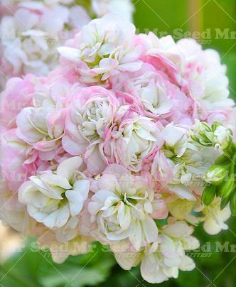 20 PCS Rare Geranium Bonsai Apple Blossom Rosebud Pelargonium Hortorum Perennial Flower Seeds