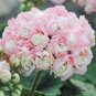 20 PCS Rare Geranium Bonsai Apple Blossom Rosebud Pelargonium Hortorum Perennial Flower Seeds