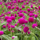 100 PCS Rare Gomphrenae Globosa Bonsai Chinese Herb Tea Seeds 100 PCS Rare Gomphrenae Globosa Bonsai Chinese Herb Tea Seeds