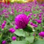 100 PCS Rare Gomphrenae Globosa Bonsai Chinese Herb Tea Seeds