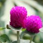 100 PCS Rare Gomphrenae Globosa Bonsai Chinese Herb Tea Seeds