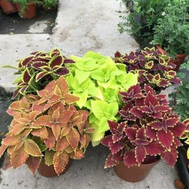 100Pcs Begonia Bonsai Flower Plant for Plant Home Garden Courtyard Balcony Coleus Seeds