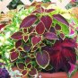 100Pcs Begonia Bonsai Flower Plant for Plant Home Garden Courtyard Balcony Coleus Seeds