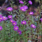 100 Pcs Aster Novi-belgii Flower Seeds