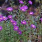 100 Pcs Aster Novi-belgii Flower Seeds