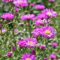 100 Pcs Aster Novi-belgii Flower Seeds