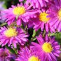 100 Pcs Aster Novi-belgii Flower Seeds