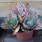 100 Pcs Rare Kalanchoe Marmorata Bonsai Perennial Potted Plant Seeds