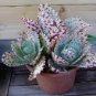 100 Pcs Rare Kalanchoe Marmorata Bonsai Perennial Potted Plant Seeds