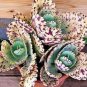 100 Pcs Rare Kalanchoe Marmorata Bonsai Perennial Potted Plant Seeds