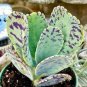 100 Pcs Rare Kalanchoe Marmorata Bonsai Perennial Potted Plant Seeds