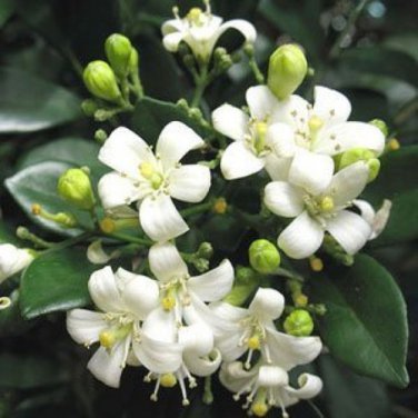 60 Pcs Murraya Exotica Tree Semente Seeds
