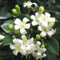 60 Pcs Murraya Exotica Tree Semente Seeds