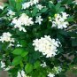 60 Pcs Murraya Exotica Tree Semente Seeds