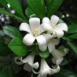 60 Pcs Murraya Exotica Tree Semente Seeds