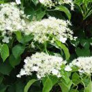 30 Pcs Climbing White Hydrangea Flores Hydrangea Flowers plantas Wedding Flowers Seeds