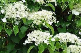 30 Pcs Climbing White Hydrangea Flores Hydrangea Flowers plantas Wedding Flowers Seeds