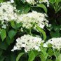 30 Pcs Climbing White Hydrangea Flores Hydrangea Flowers plantas Wedding Flowers Seeds