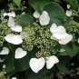 30 Pcs Climbing White Hydrangea Flores Hydrangea Flowers plantas Wedding Flowers Seeds