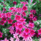 200 pcs Mixed Color Phlox Bonsai Phlox Drummondii Cuspidata Flower Plants Seeds
