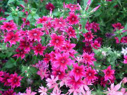 200 pcs Mixed Color Phlox Bonsai Phlox Drummondii Cuspidata Flower Plants Seeds