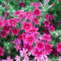 200 pcs Mixed Color Phlox Bonsai Phlox Drummondii Cuspidata Flower Plants Seeds
