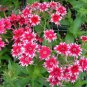 200 pcs Mixed Color Phlox Bonsai Phlox Drummondii Cuspidata Flower Plants Seeds