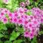 200 pcs Mixed Color Phlox Bonsai Phlox Drummondii Cuspidata Flower Plants Seeds