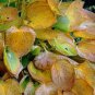 200 pcs Hosta Fragrant Plantain Lily Bonsai Perennial Flower Seeds