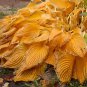 200 pcs Hosta Fragrant Plantain Lily Bonsai Perennial Flower Seeds