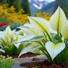 200 PCS Hosta Plants Perennials Plantain Flower Bonsai Rare Lily Seeds